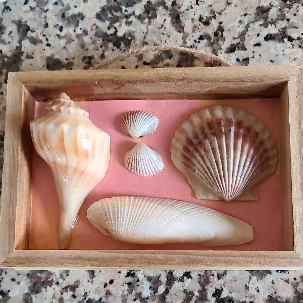 Decorative Seashell Shadow Box